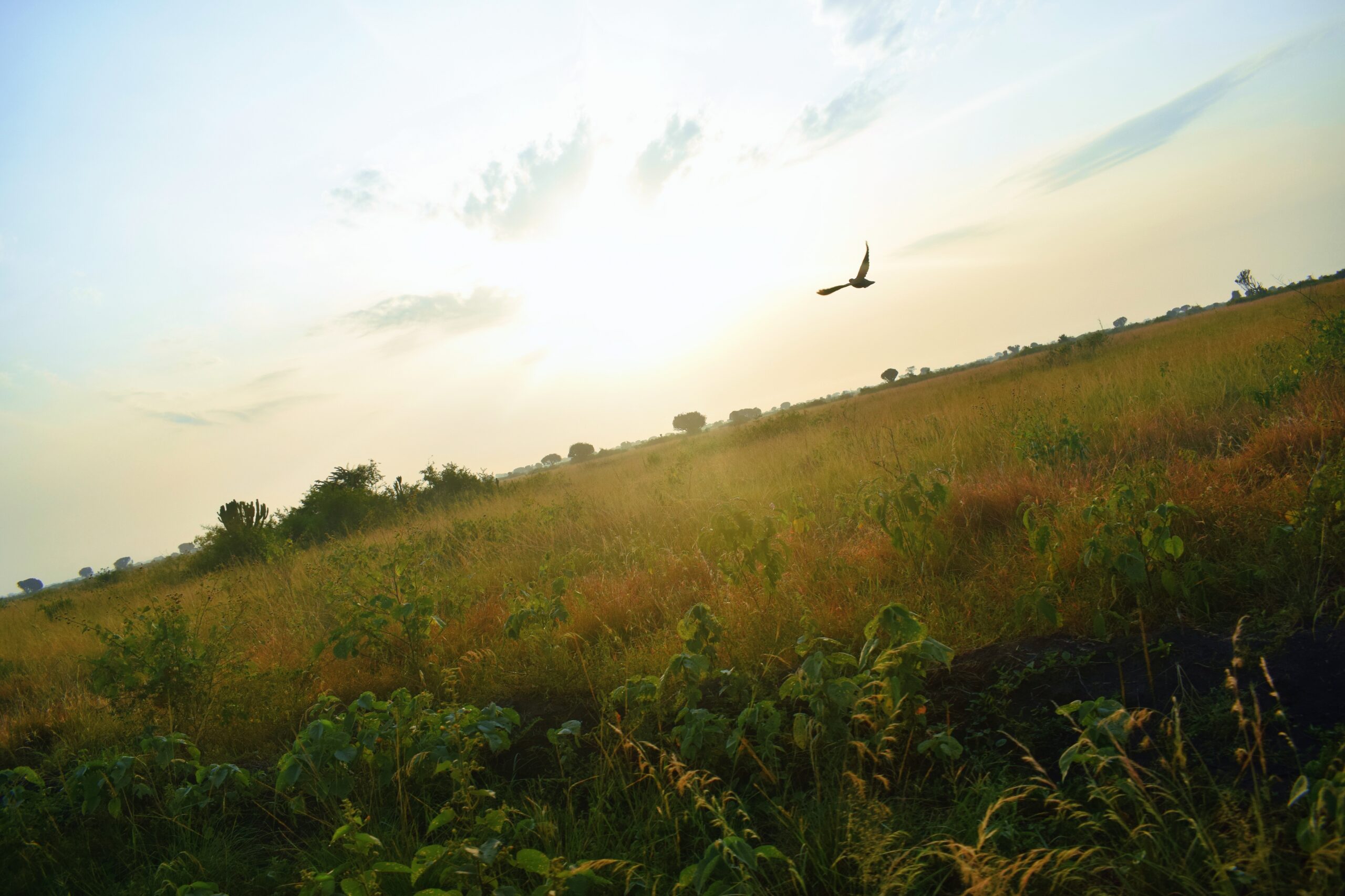 Bird taking flight at dusk near a building - bird window collision prevention with bird safe window film BC