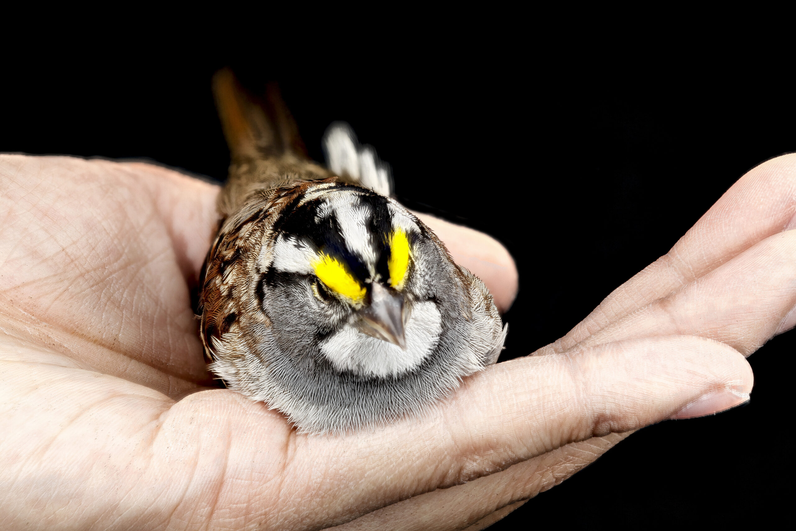 White-throated sparrow held in hand after dying from a downtown building window collision - bird window strike fatality