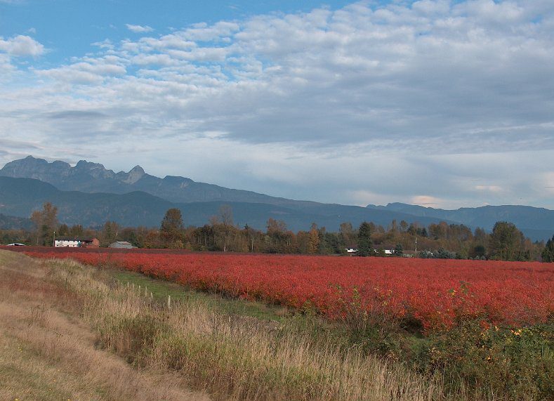 Blueberry farms in Pitt Meadows, BC — a Metro Vancouver city served by Ecovision Window Films
